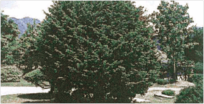 군목(郡木) 주목 County Tree (yew)