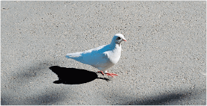 군조(郡鳥) 백비둘기 County Bird(white dove)
