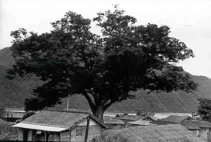 합강리 느티나무